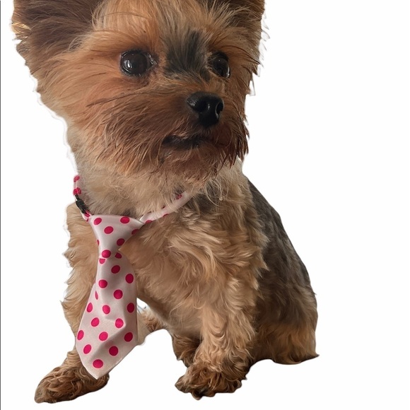 Adjusting Dog Neck Tie Collar - Picture 5 of 9